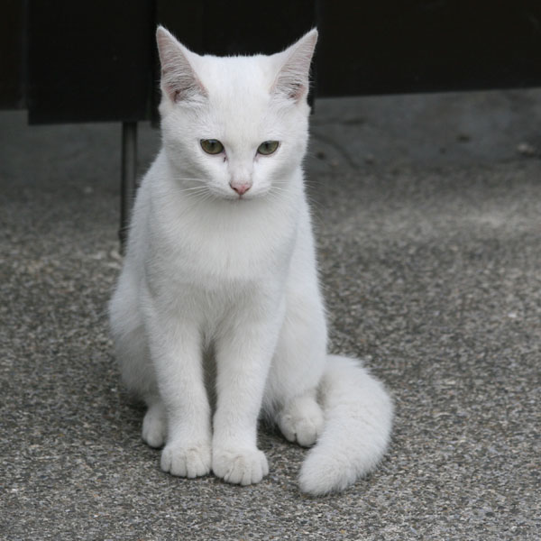白猫.jpg